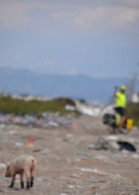 At a garbage dump where pigs run free and wild
