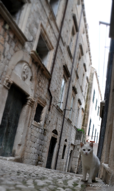 Many cats in the small cobblestone streets of Dubrovnik