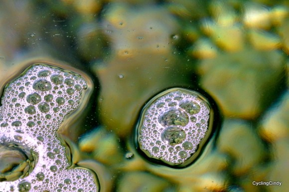 This is how clear the Adriatic is