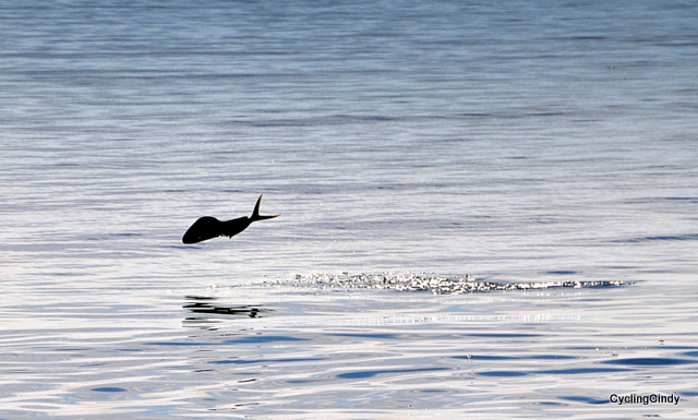 Jumping fish