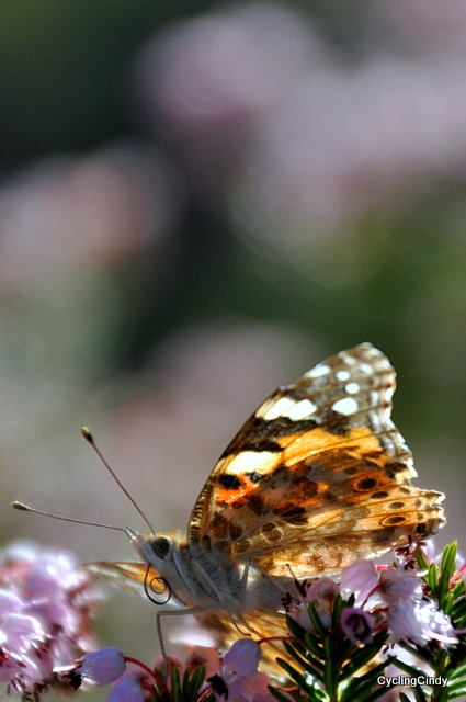 Morning photography in camp