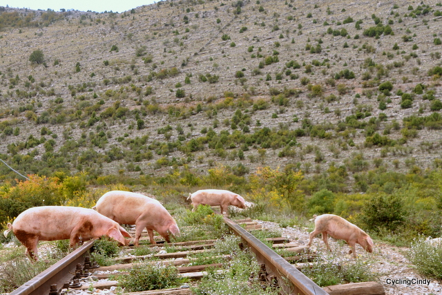 DSC_0701