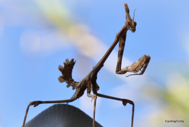 Insect adapted to its nature, how wondrous!