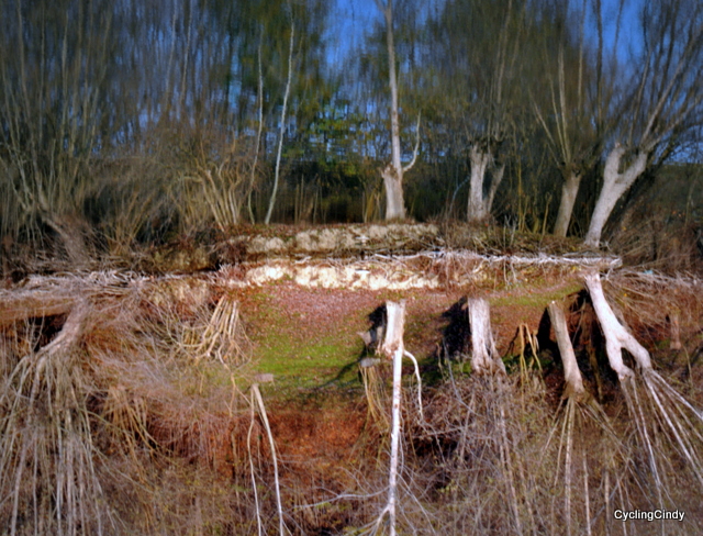 DSC_0971