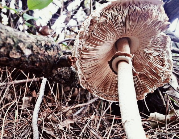 Filled mushroom-002