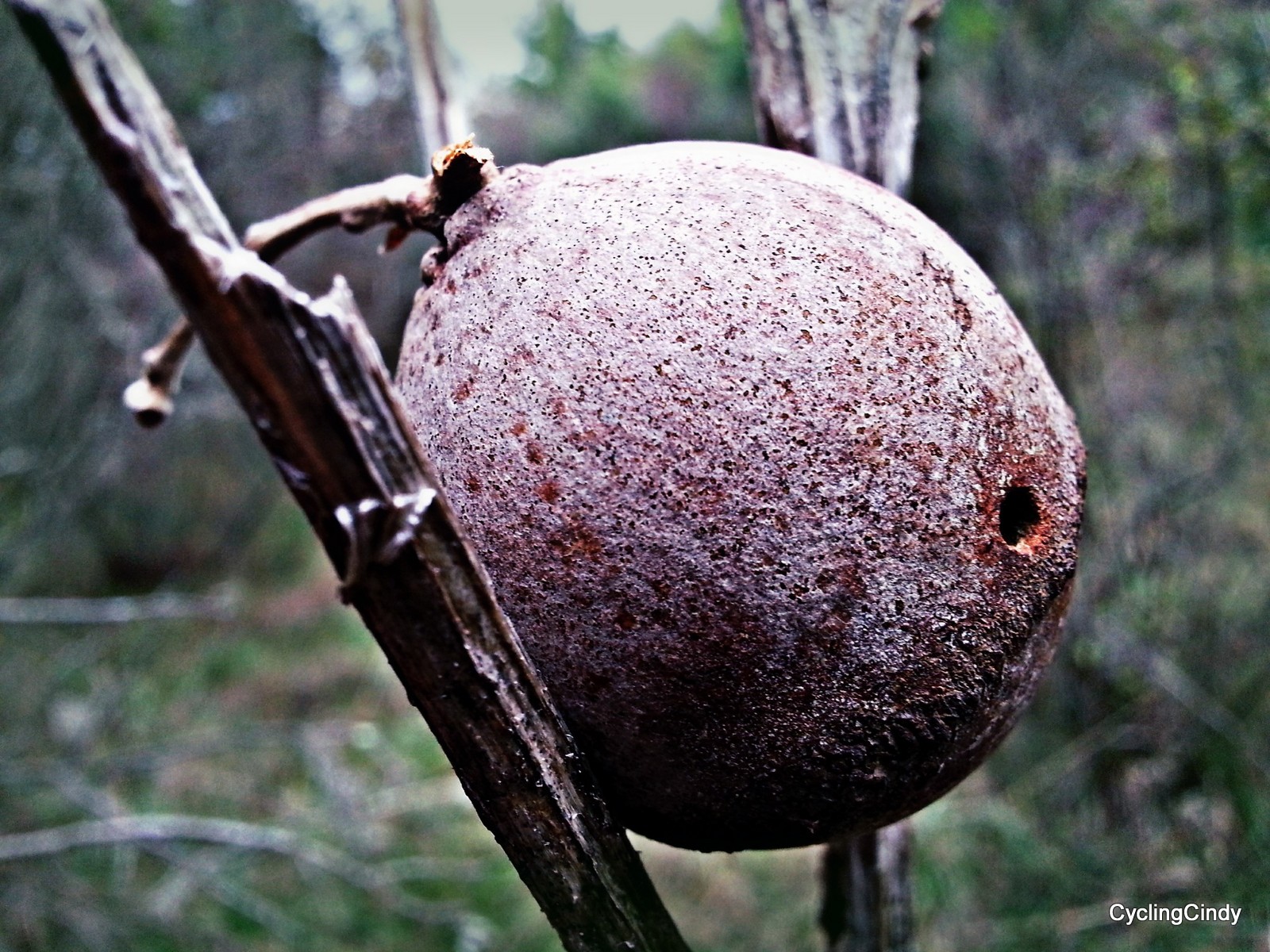 What a curious little dwelling-001