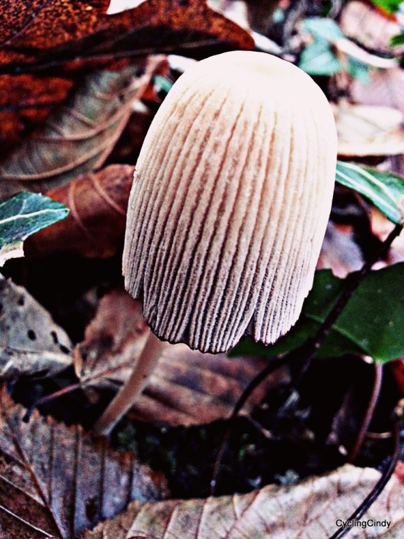 Woods with high hat fungus