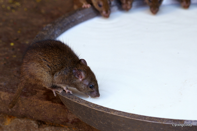 The rat temple in Bikaner