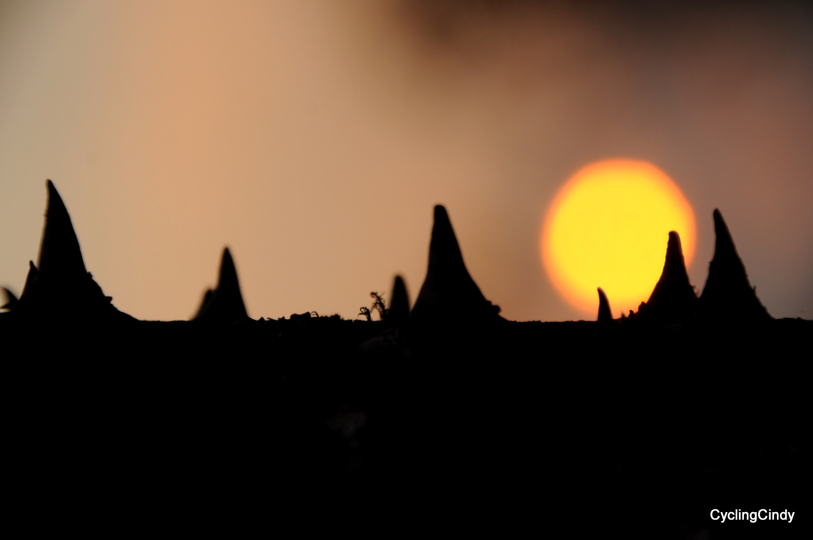 dsc_0721