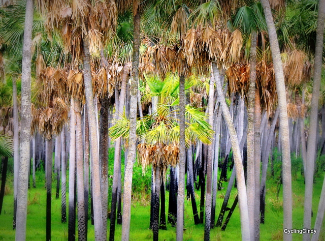 dsc_1019
