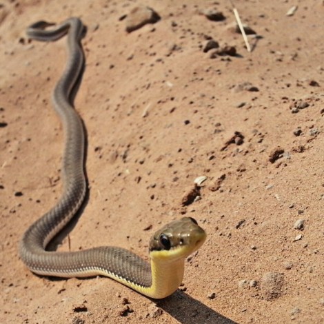 Snake trying to cross the road