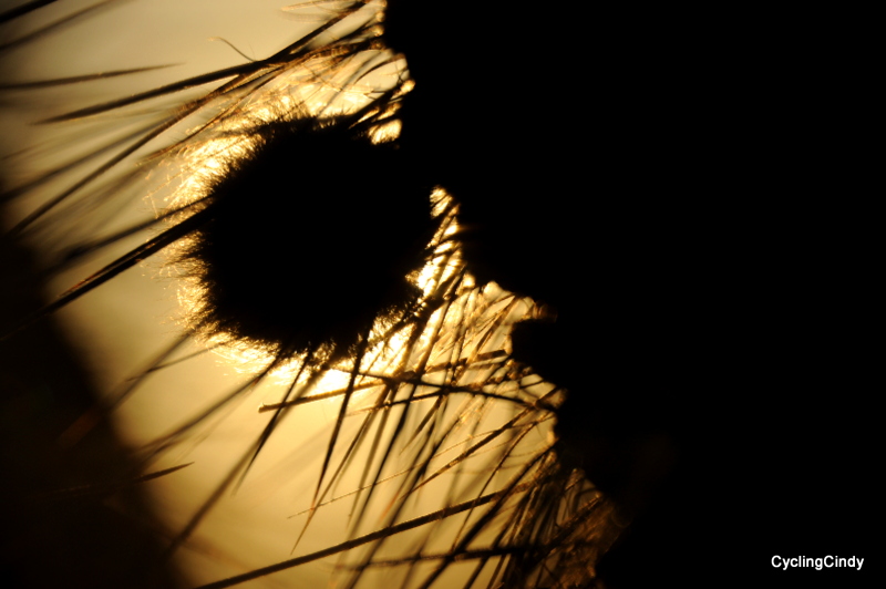 DSC_0825 (3)