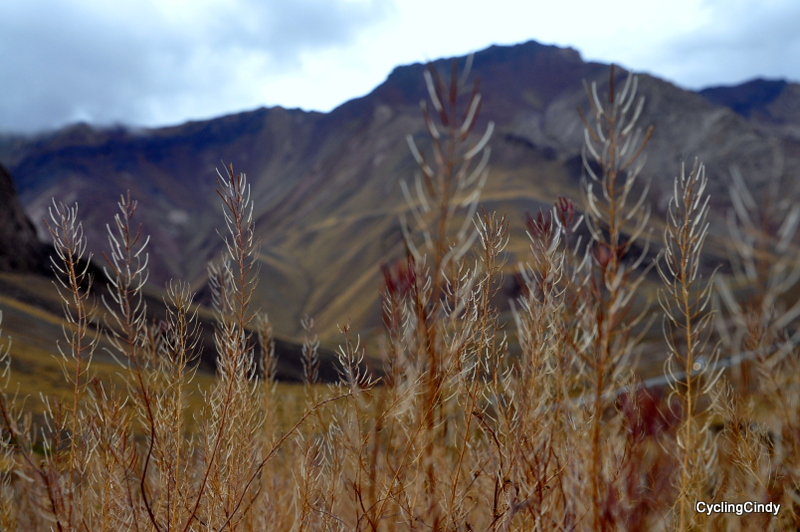 DSC_0753 (3)