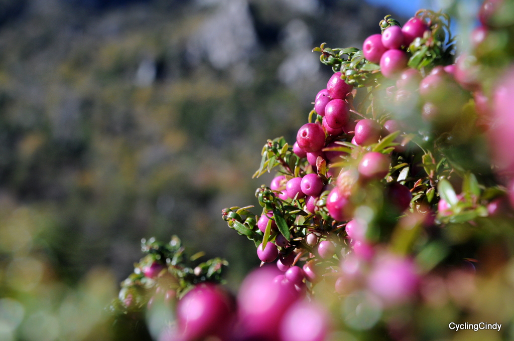 1-DSC_0373 (2)