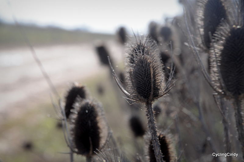 DSC_0380 (2)