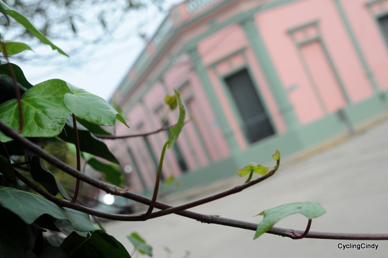DSC_0606 (3)