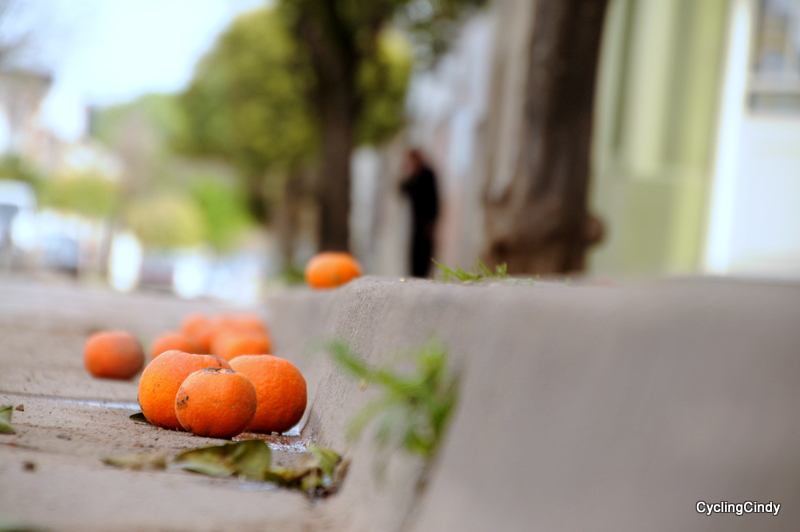 DSC_0647 (3)