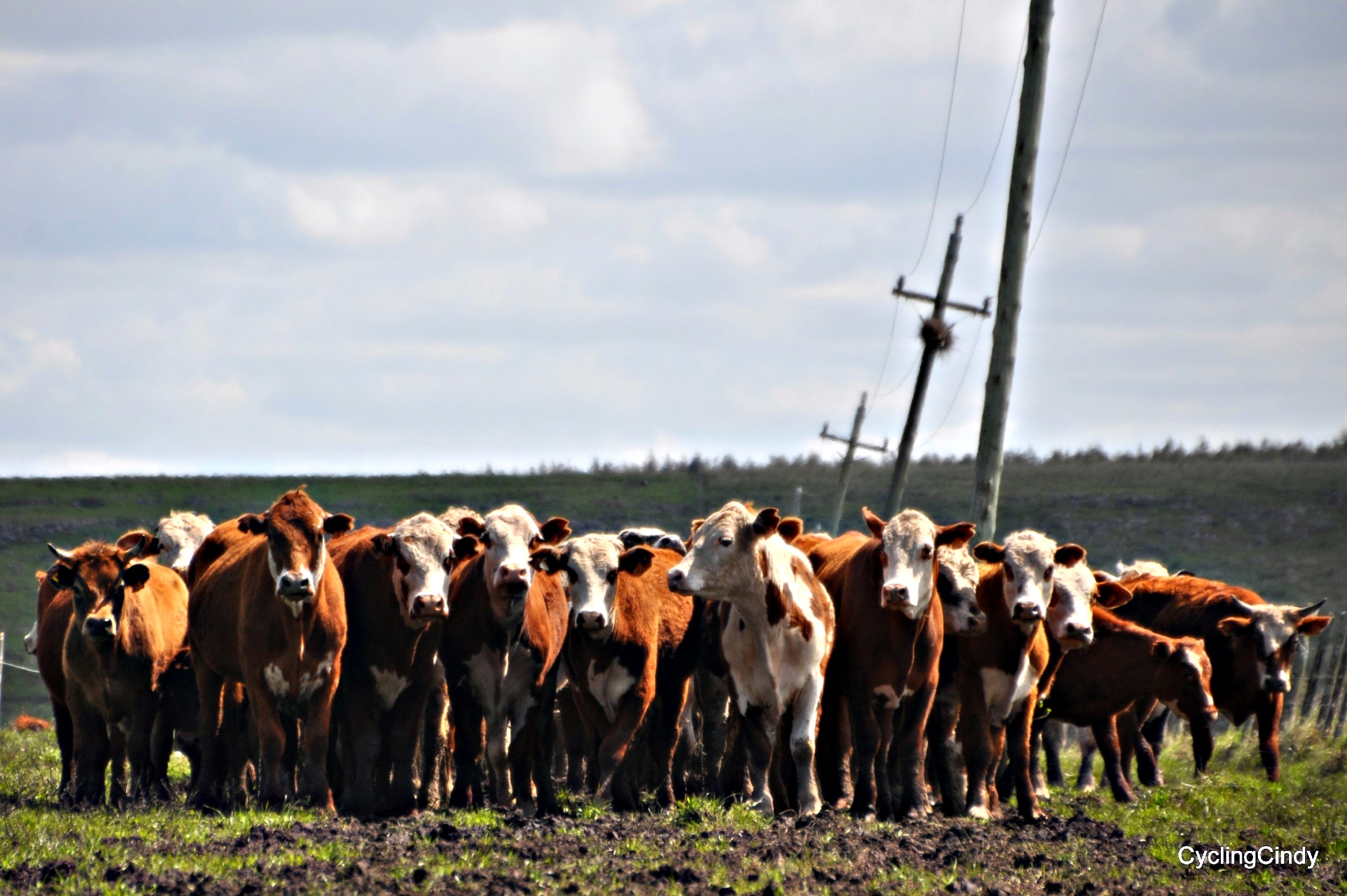 I trespass into pastures, just to get my fix on photographs 2018-13-06-17-34-04