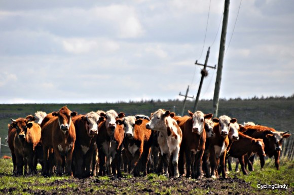 I trespass into pastures, just to get my fix on photographs 2018-13-06-17-34-04