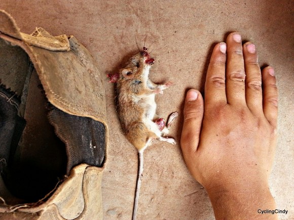 done1-Why did u kill this. Bcs it was eating the food.