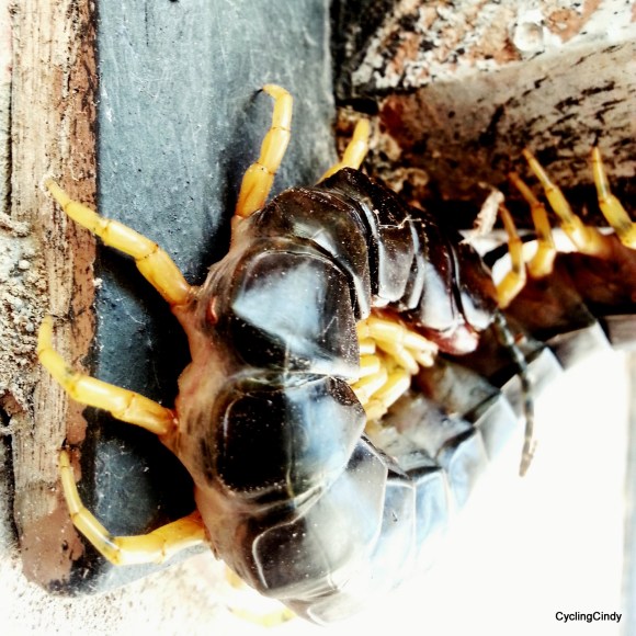 done049-Skolopendere