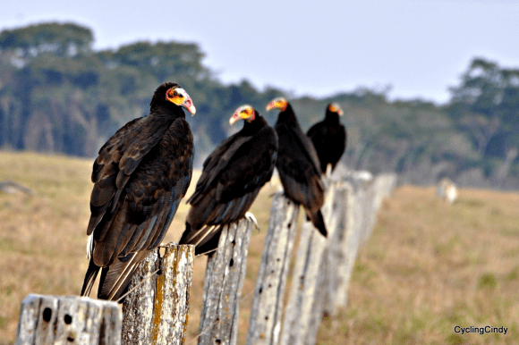 1-DSC_0605 (2) Brazil 1