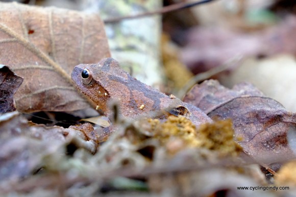 A curious little fellow