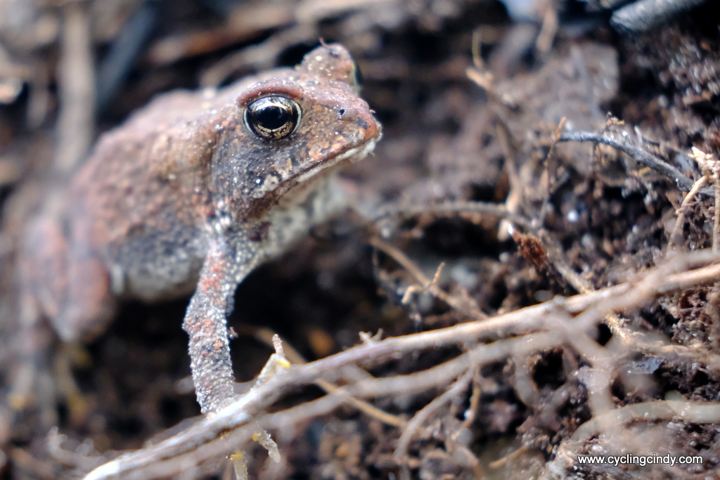 An adorable frog
