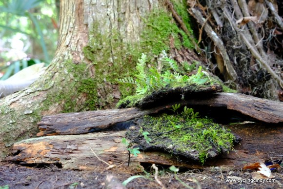 Beautiful bark to keep cool