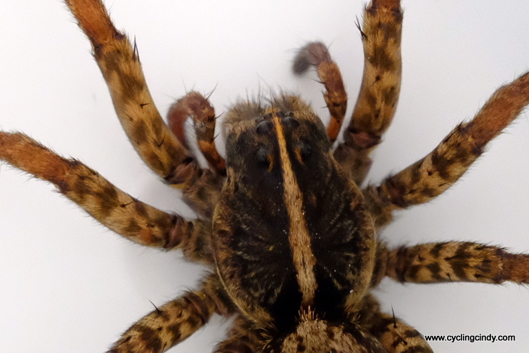 Close up spider face