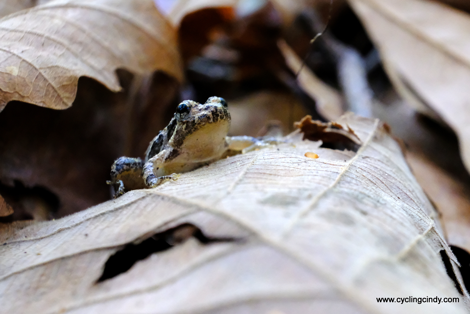 From every angle a frog is intriguing