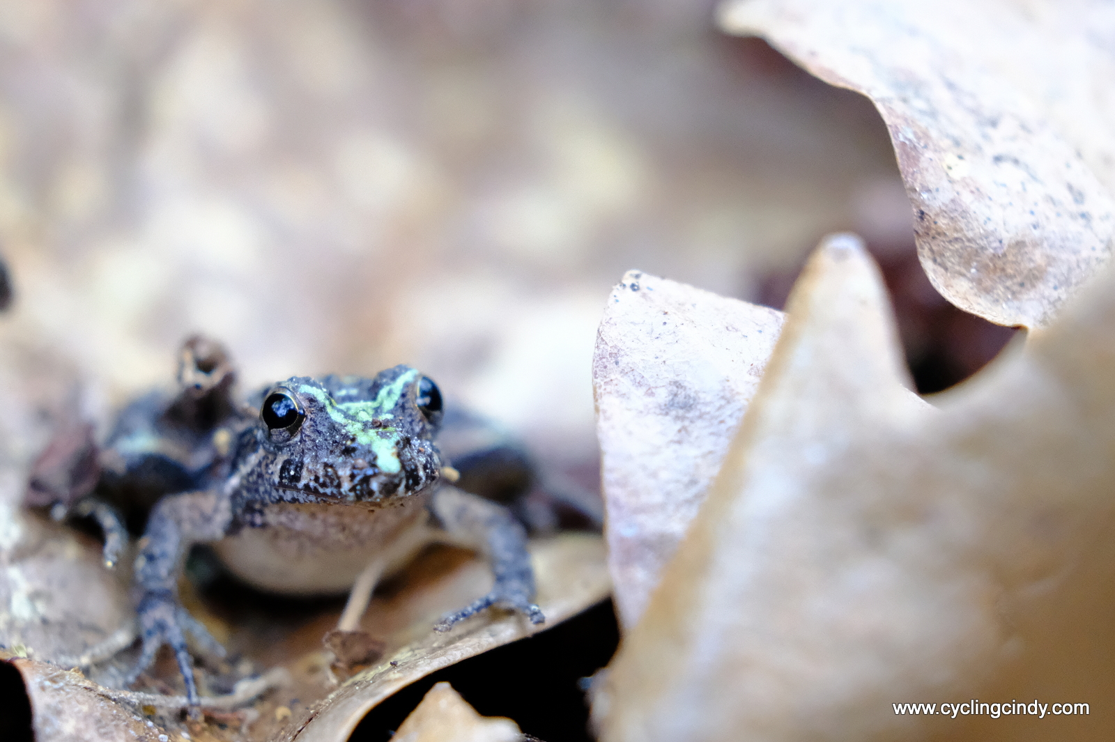 Hello, little friend