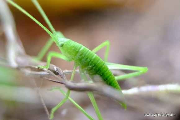 Hello there‎ little insect