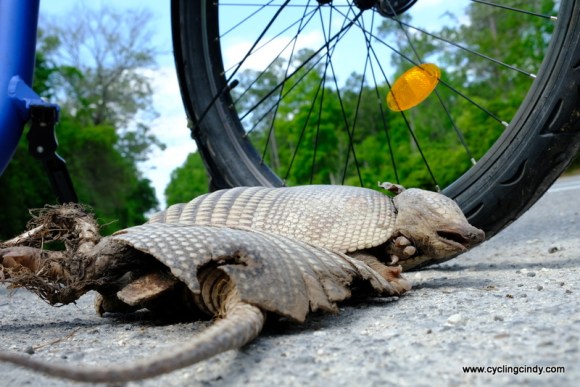 I meet with roadkill