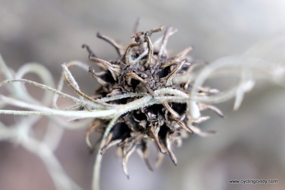 Seeking compositions