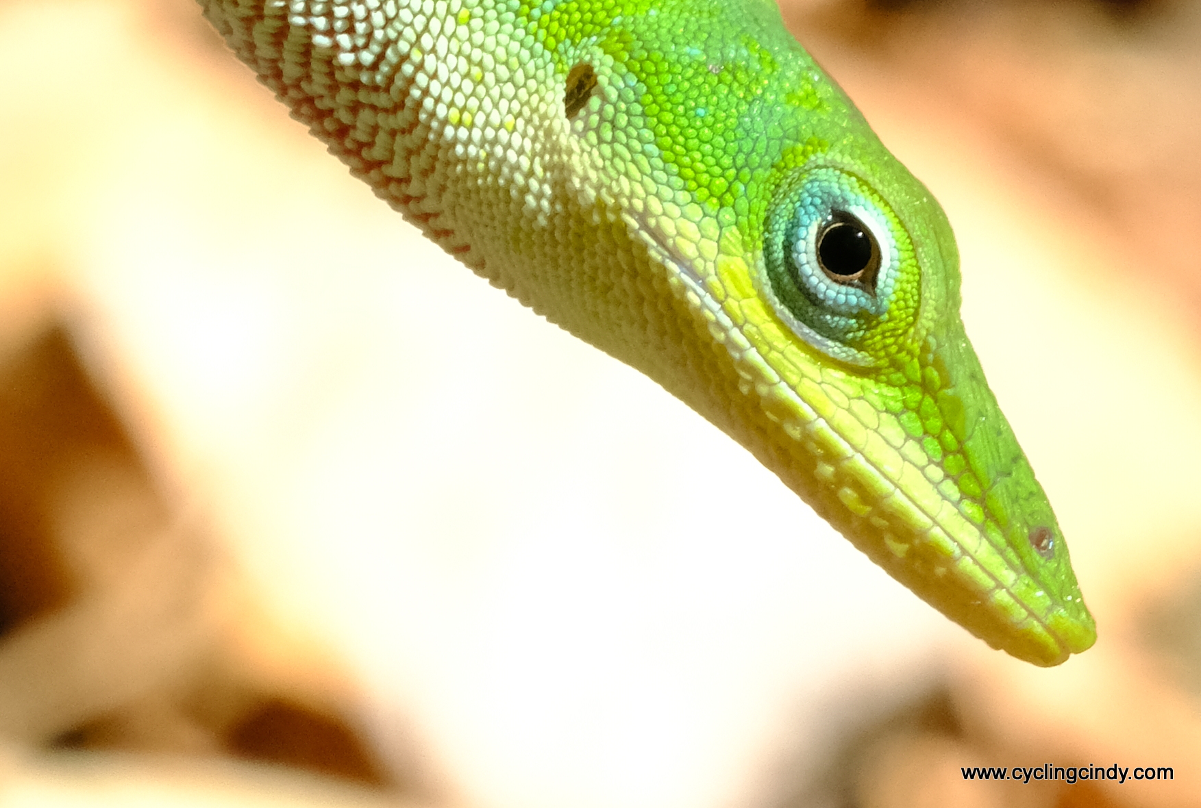 Serpent green