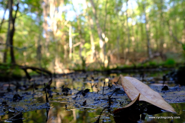 The creek at our patch