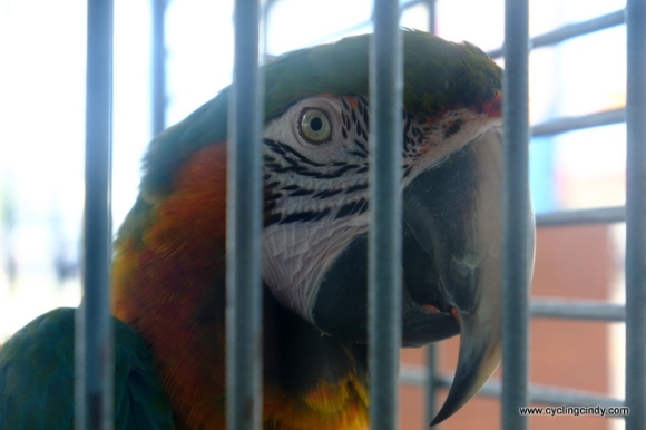 The parrot is not okay in a cage