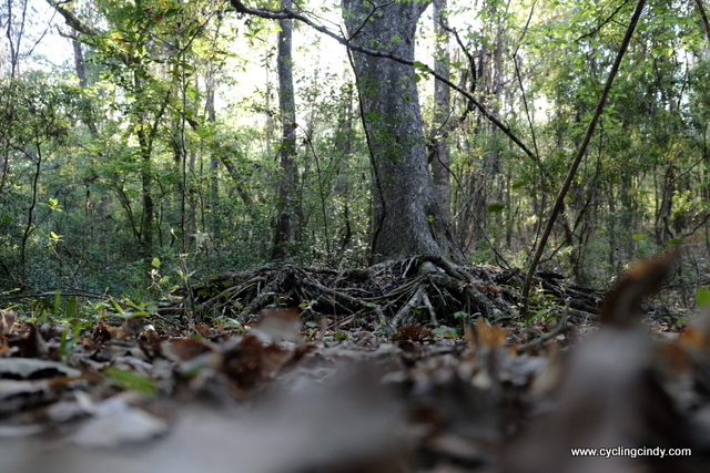 The uprooted tree