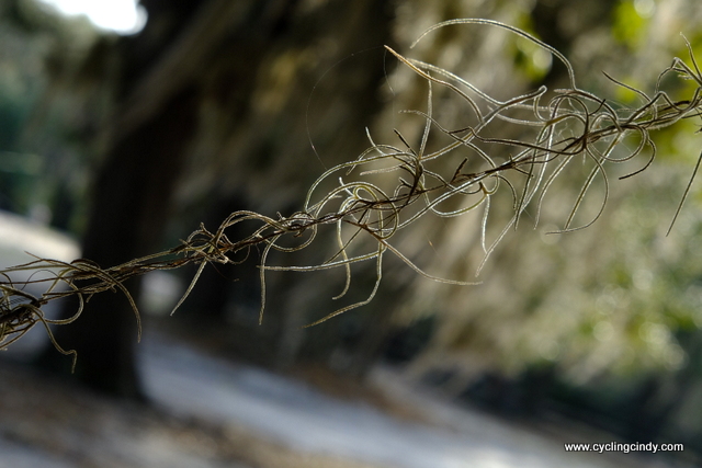 We'd call it tree hair
