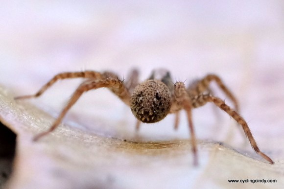 While spiders seek shelter