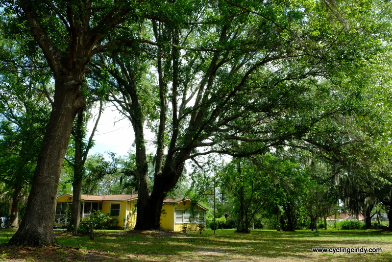 Tanya's yard