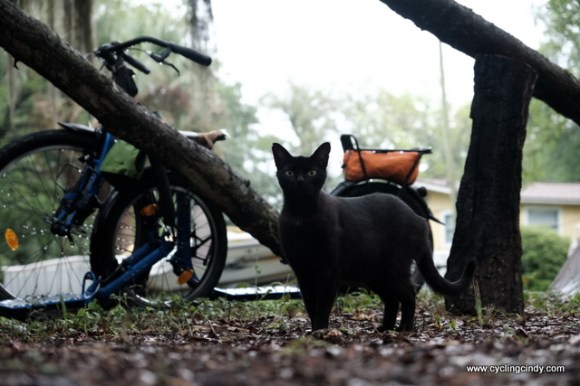 The cat only leaves pee, not much love